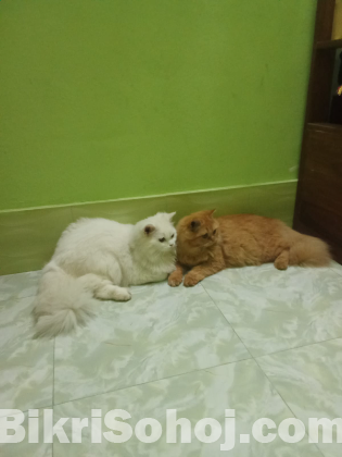 original Persian cat sale post